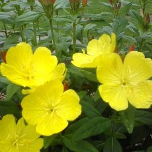 Meet your Posher, Patty